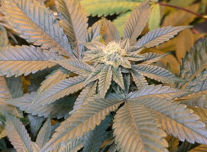 Apple Fritter. Week 22