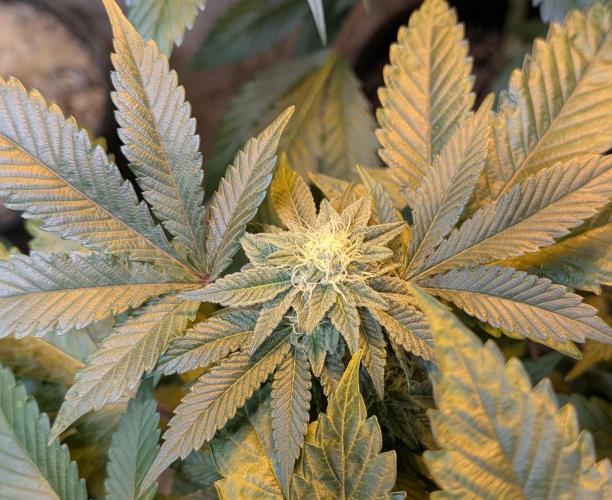 Apple Fritter. Week 22