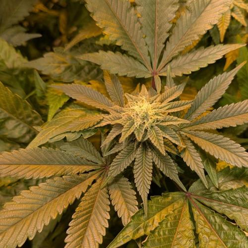 Apple Fritter. Week 22