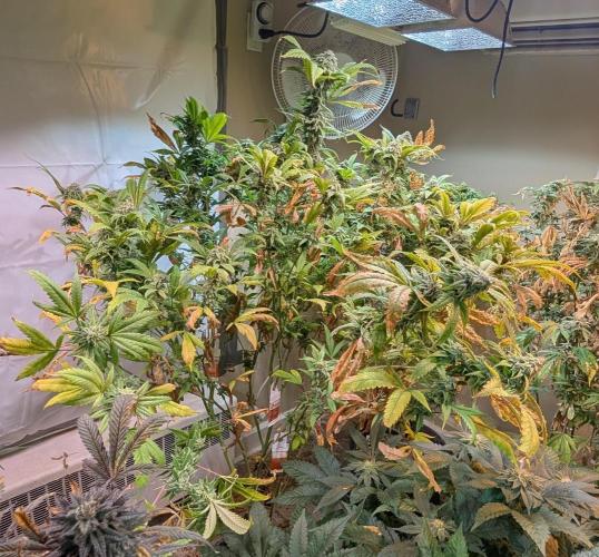 Cement Shoes. Week 22