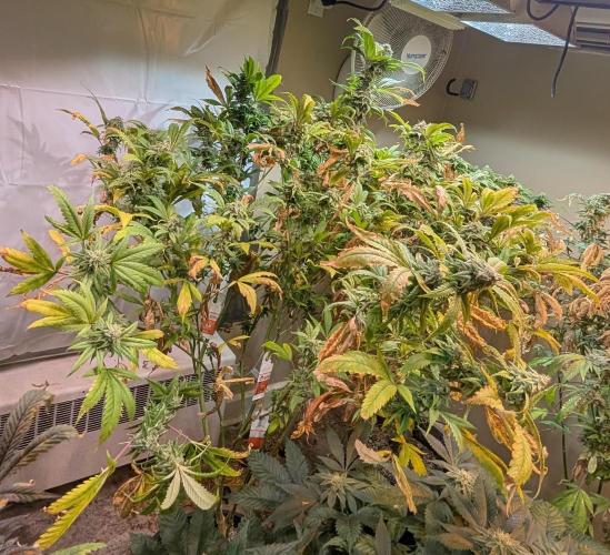 Cement Shoes. Week 22