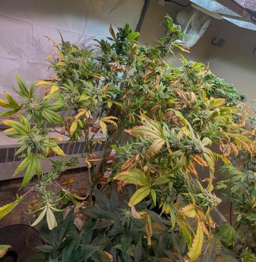 Cement Shoes. Week 22