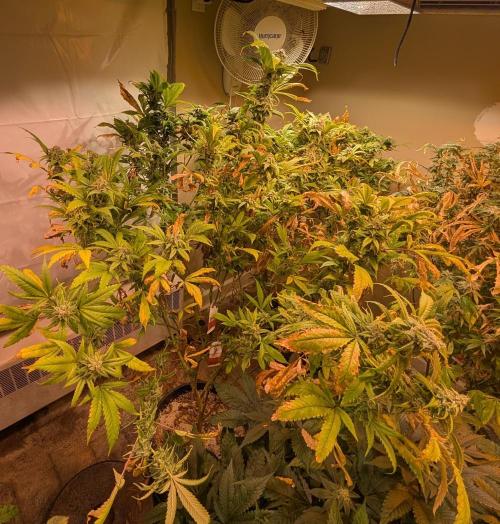 Cement Shoes. Week 22