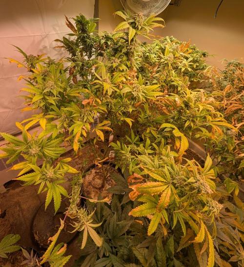 Cement Shoes. Week 22