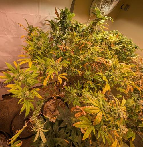 Cement Shoes. Week 22