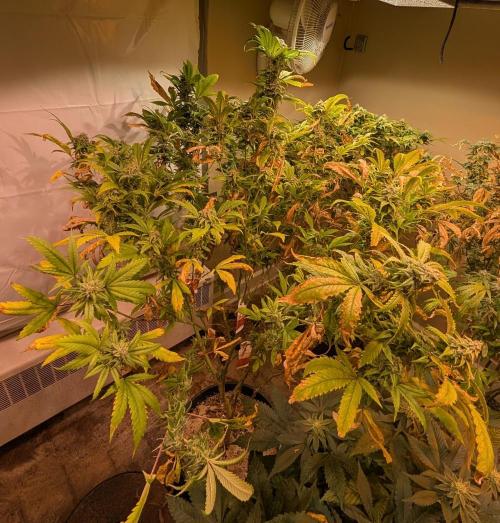 Cement Shoes. Week 22