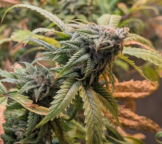 Cement Shoes. Week 22