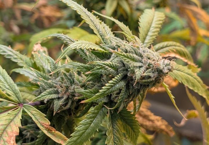 Cement Shoes. Week 22