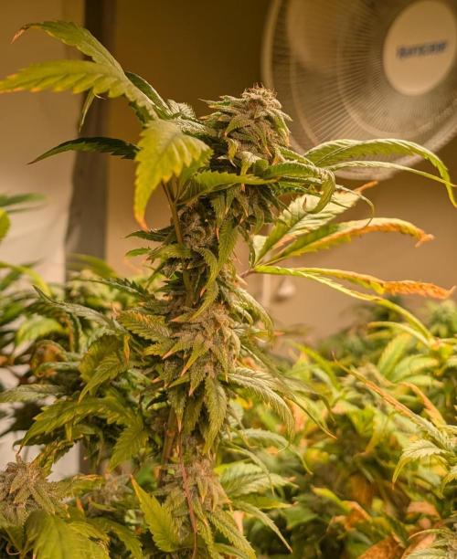 Cement Shoes. Week 22