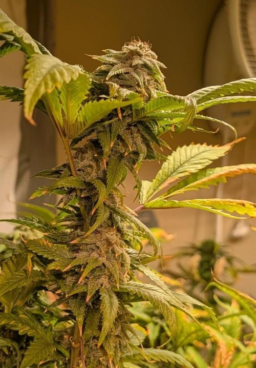 Cement Shoes. Week 22