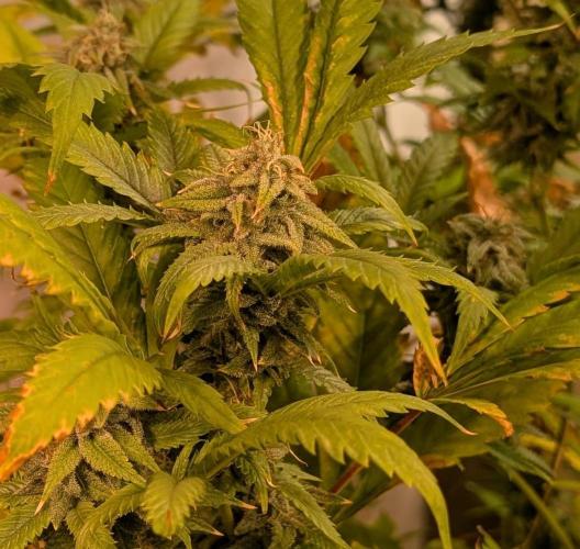 Cement Shoes. Week 22