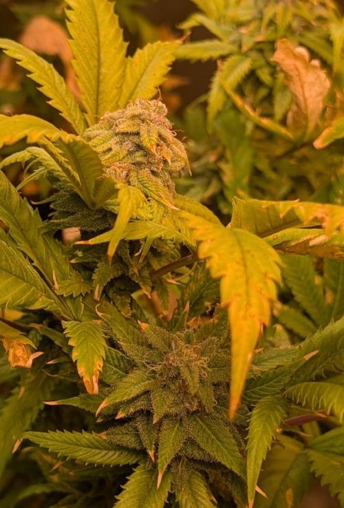 Cement Shoes. Week 22