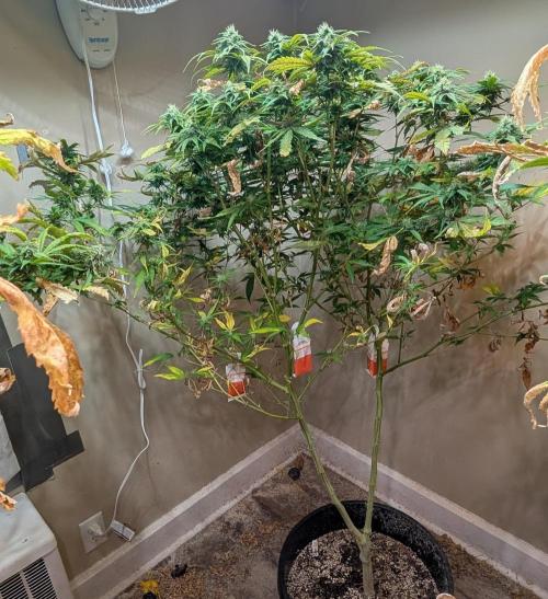 Sugar Black Rose. Week 16