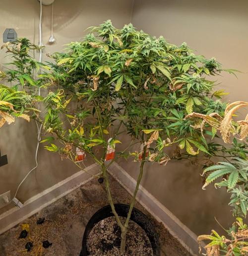 Sugar Black Rose. Week 16