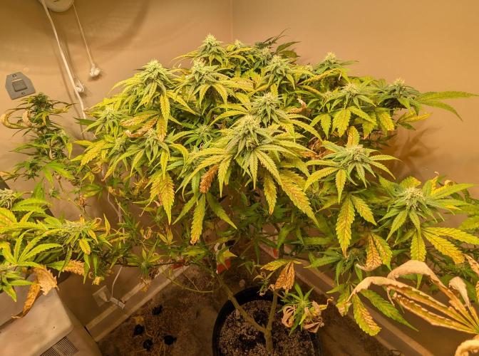 Sugar Black Rose. Week 16