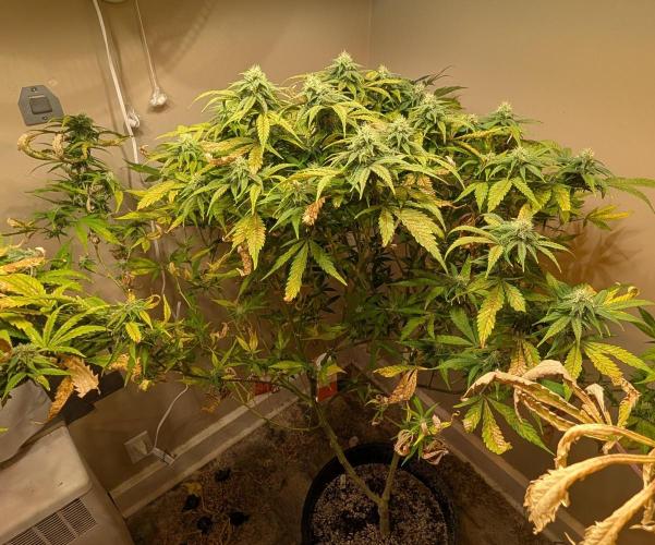 Sugar Black Rose. Week 16