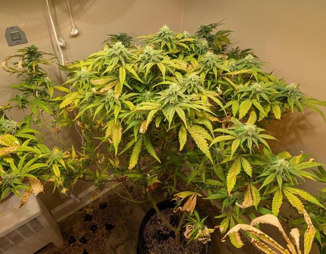 Sugar Black Rose. Week 16