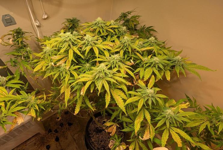 Sugar Black Rose. Week 16