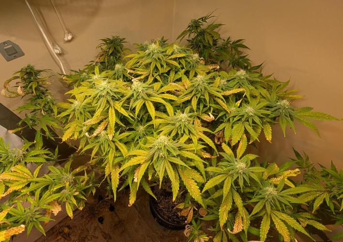 Sugar Black Rose. Week 16