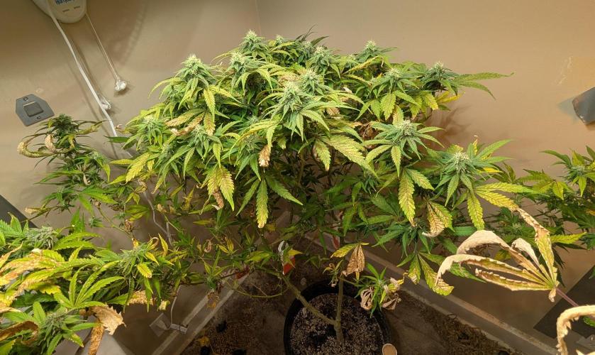 Sugar Black Rose. Week 16