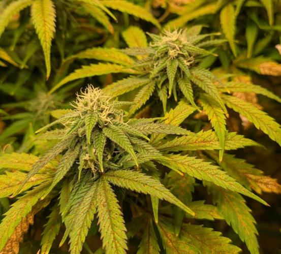 Sugar Black Rose. Week 16