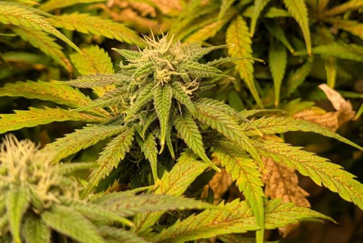 Sugar Black Rose. Week 16