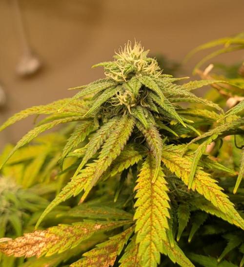 Sugar Black Rose. Week 16