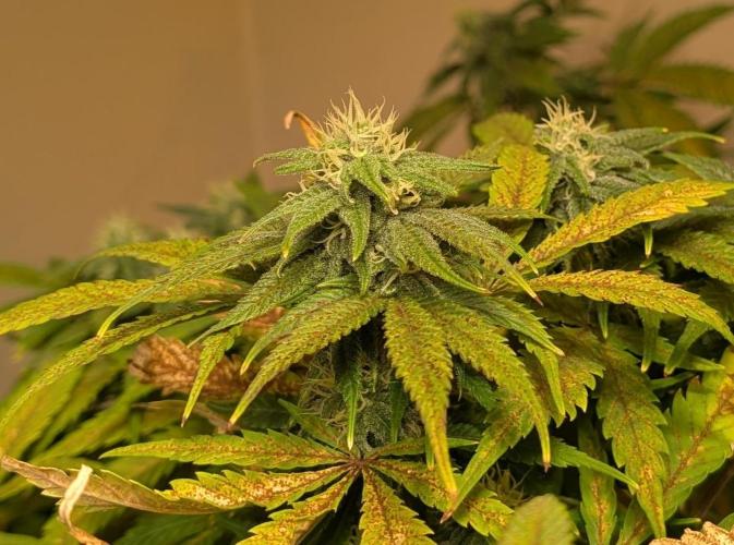 Sugar Black Rose. Week 16