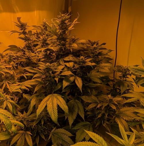 Red Mandarine. Week 16