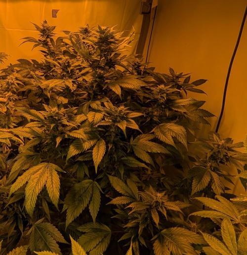 Red Mandarine. Week 16