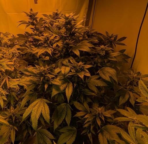 Red Mandarine. Week 16