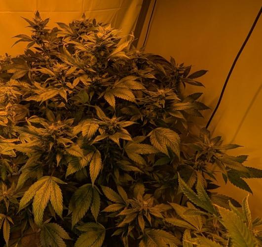 Red Mandarine. Week 16