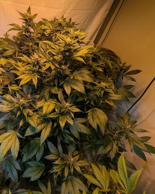 Red Mandarine. Week 16