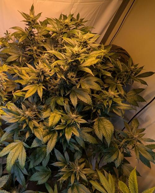 Red Mandarine. Week 16