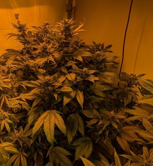 Red Mandarine. Week 16