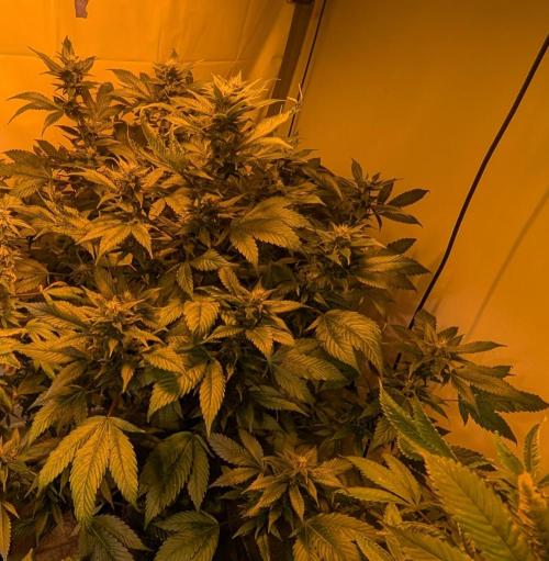 Red Mandarine. Week 16