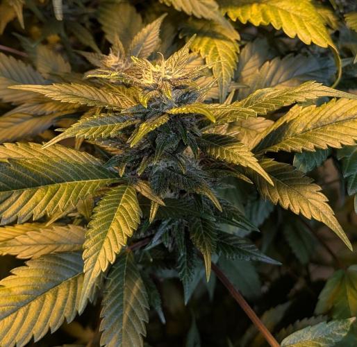 Red Mandarine. Week 16