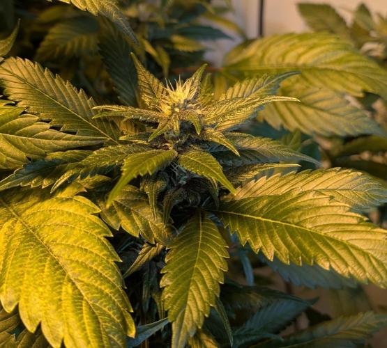 Red Mandarine. Week 16