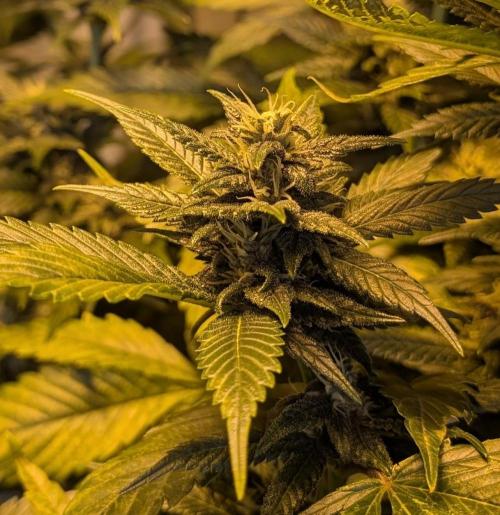 Red Mandarine. Week 16