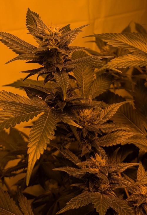 Red Mandarine. Week 16