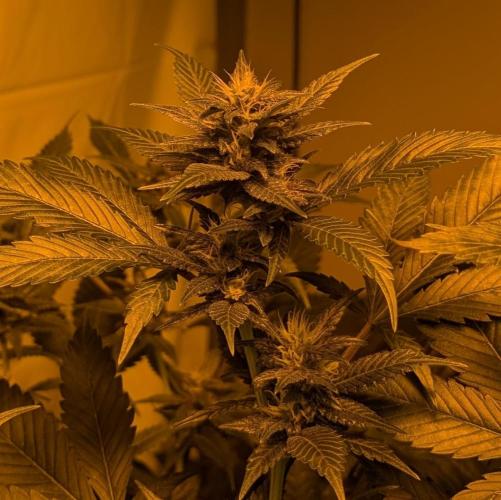 Red Mandarine. Week 16