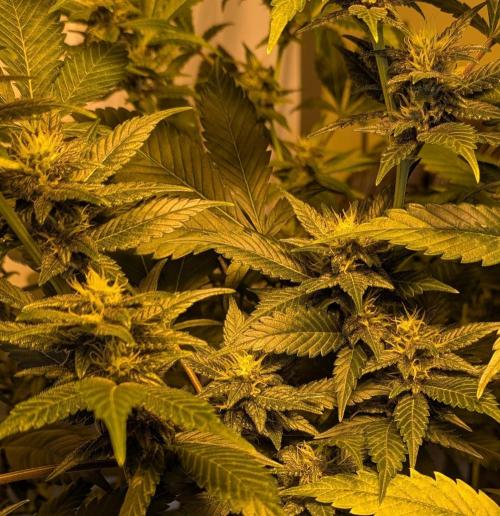 Red Mandarine. Week 16