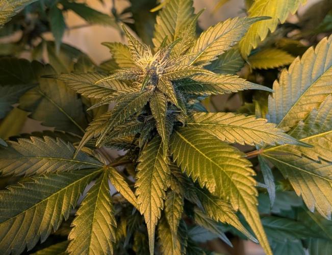 Red Mandarine. Week 16