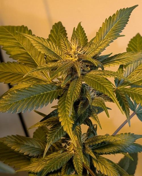 Red Mandarine. Week 16