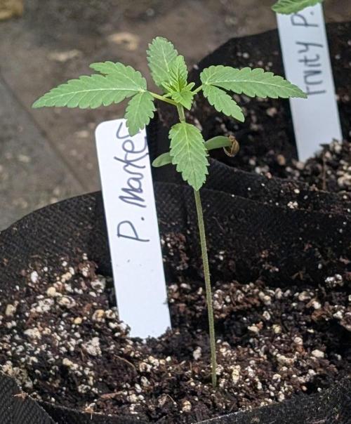 Permanent Marker. Week 3