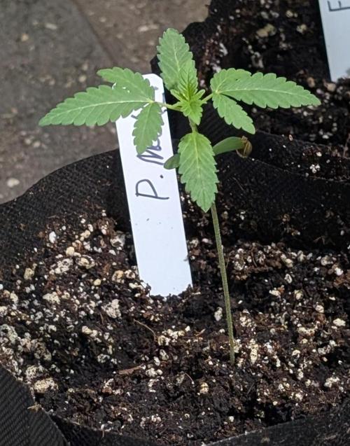 Permanent Marker. Week 3