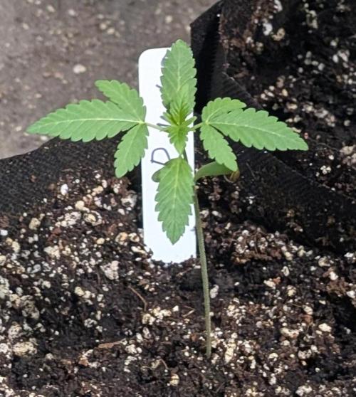 Permanent Marker. Week 3