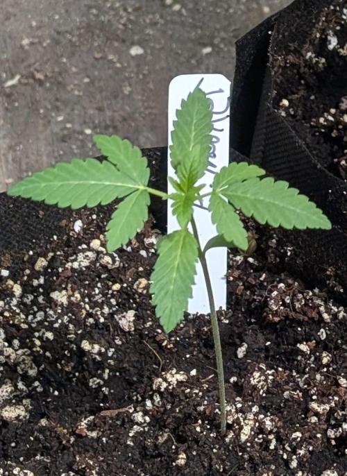 Permanent Marker. Week 3