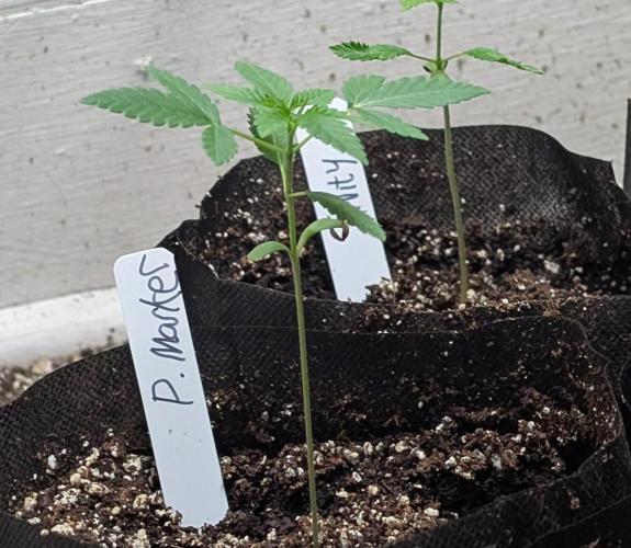 Permanent Marker. Week 3