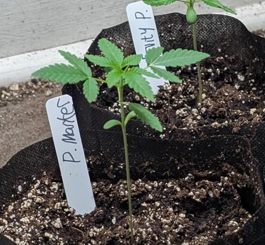 Permanent Marker. Week 3